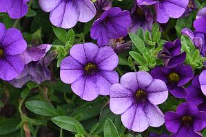 2025-06098868 Pointe Rok Neighborhood, MA